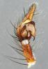 Eratigena saeva